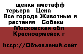 щенки амстафф терьера › Цена ­ 30 000 - Все города Животные и растения » Собаки   . Московская обл.,Красноармейск г.